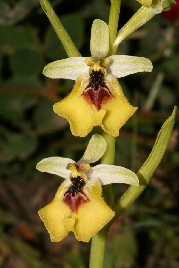 Ophrys oxyrrhynchos, Ophrys lacaitae e loro ibrido